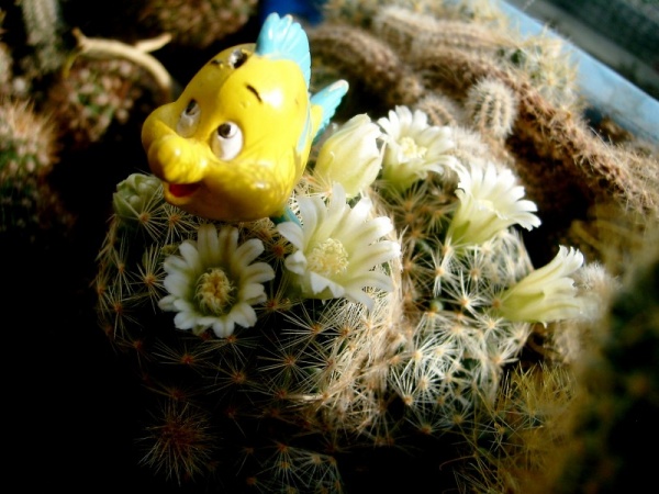 Image Image
