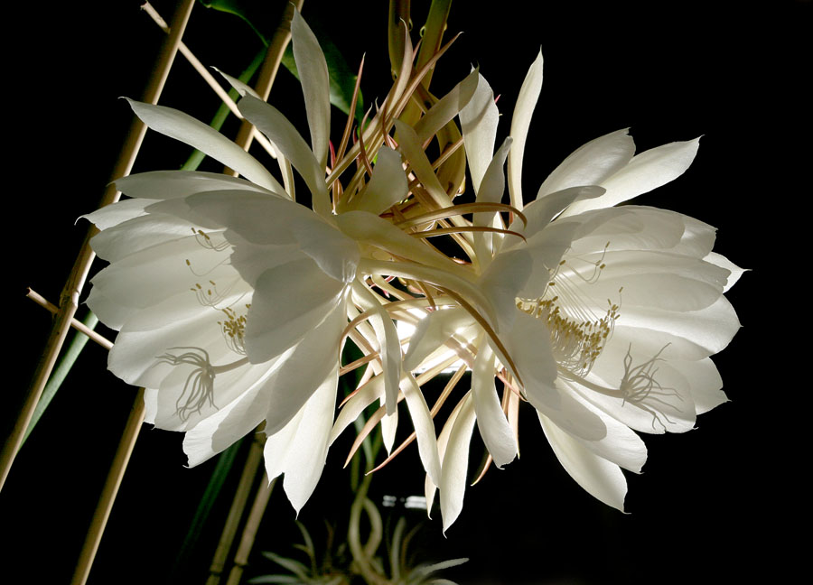Цветок расцветает раз в год. Белые цветы распускаются ночью. Белый цветок цветет ночью. Цветок который цветет ночью. Цветок который распускается ночью.