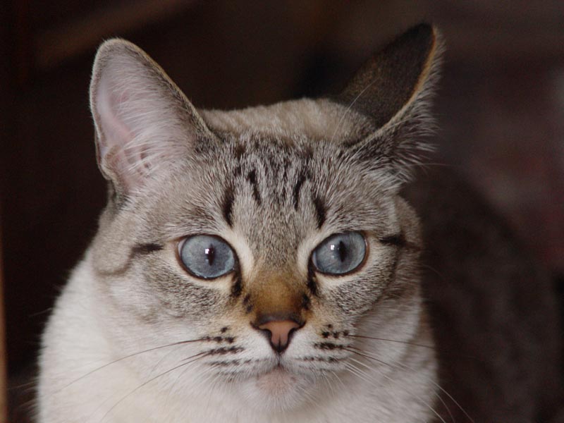 ", ?"