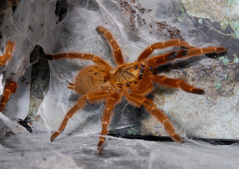 Pterinochilus murinus ,  