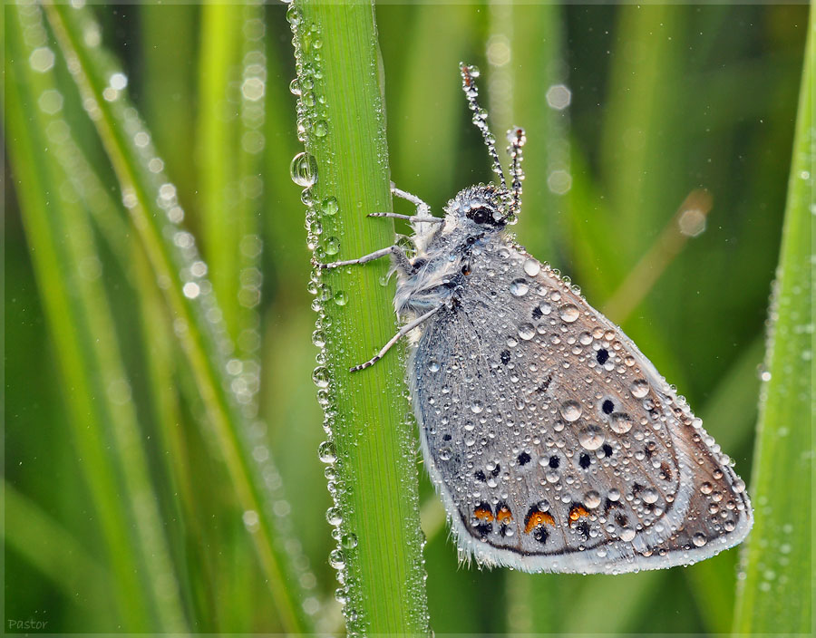 Звездная роса. Мокрая бабочка. Насекомые в росе. Бабочка утренней росой. Промокшая бабочка.