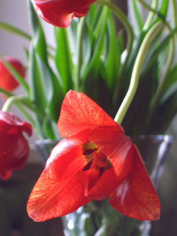 un mazzo di tulipani