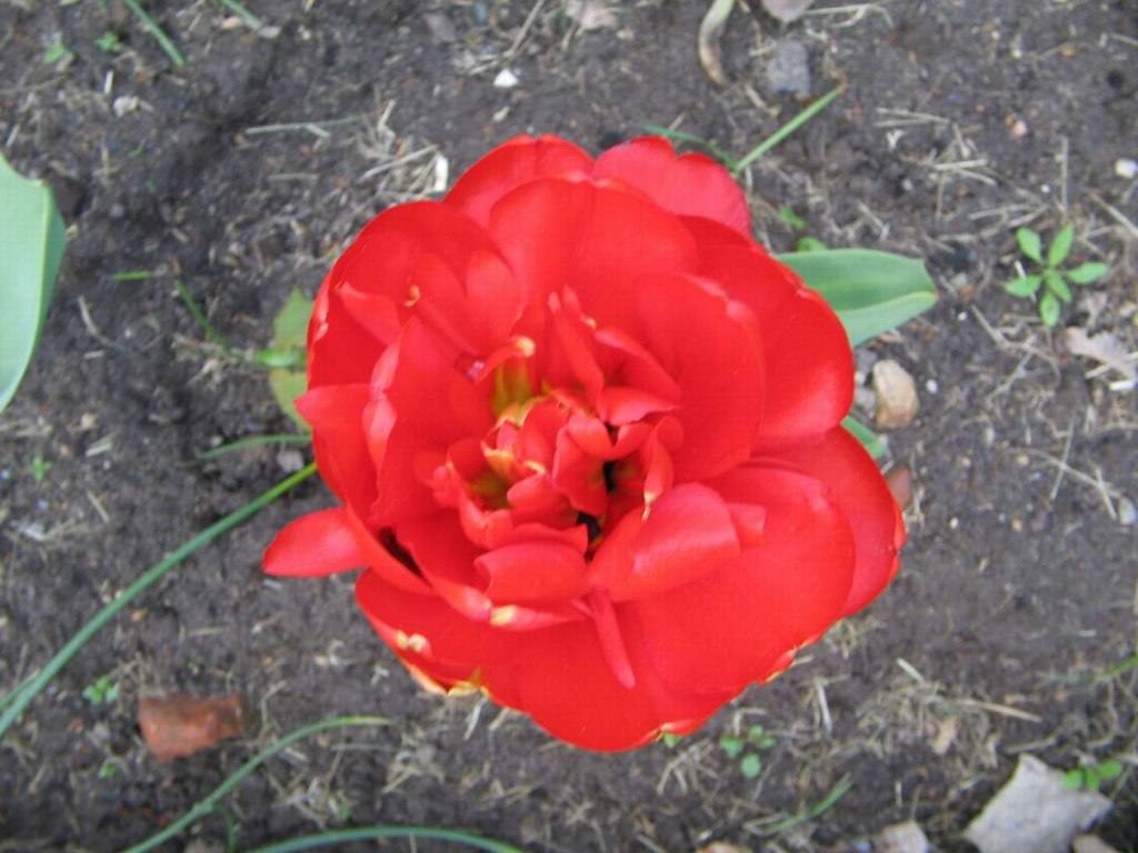 La Tulipe