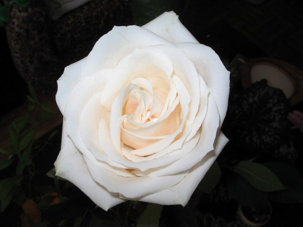 One rose