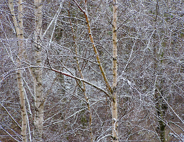   (21  2005.)