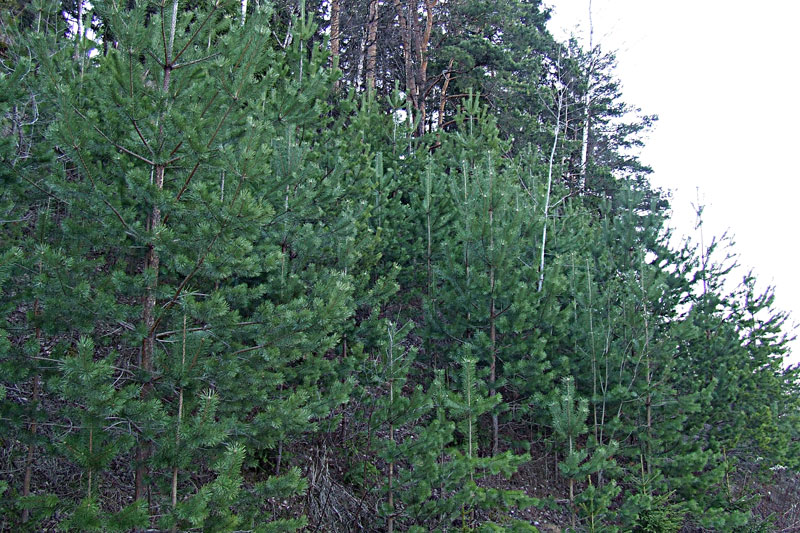  ...2006  1.