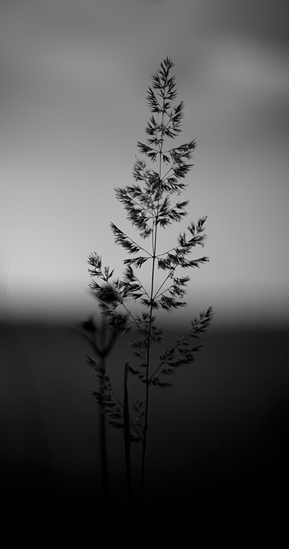 ---