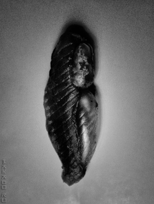 bio